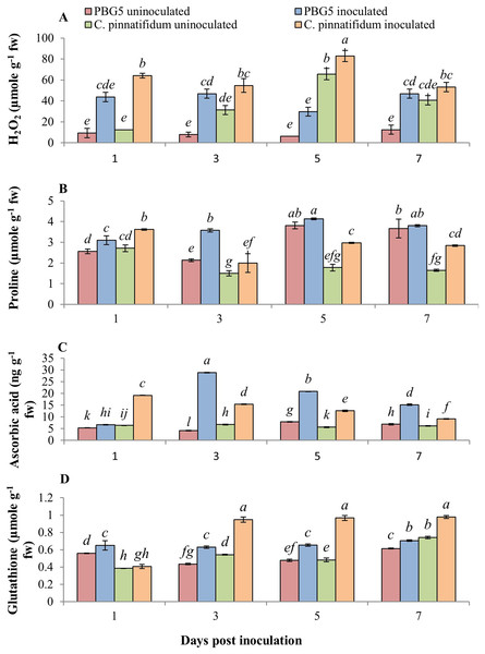 (A) Total phenol and (B) MDA content in leaves of chickpea genotype C. arietinumPBG5 (susceptible) and C. pinnatifidum188 (resistant) uninoculated and inoculated with B. cinerea.