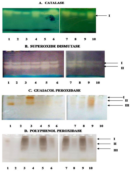 Activity staining of different antioxidant enzymes following native PAGE of leaf extracts of susceptible and resistant chickpea genotypes.