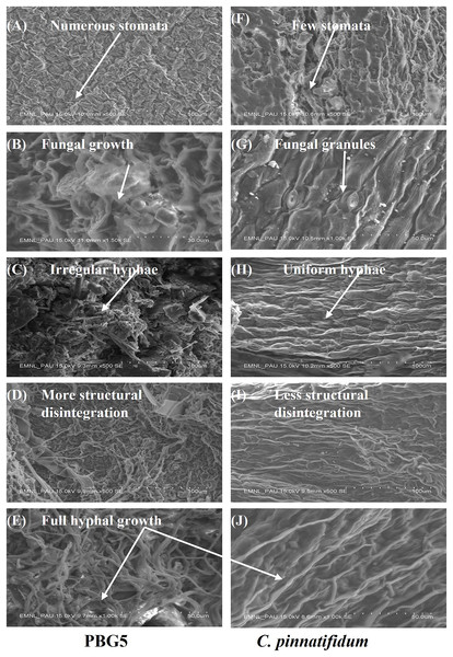 SEM analysis of uninoculated and B. cinerea inoculated leaf samples of susceptible and resistant chickpea genotypes: (A) control C. arietinumPBG5, (F) control C. pinnatifidum188) showing variation in no. of stomata, (B) fungal growth seen in C. arietinumPBG5, (G) fungal granules seen in C. pinnatifidum188) at day 1, (C) irregular and rough hyphal network in C. arietinumPBG5, H-uniform and smooth hyphal network in C. pinnatifidum188) at day 3, (D) more cell surface topographical disintegration in C. arietinumPBG5, (I) less topographical disintegration in C. pinnatifidum188) at day 5, (E & J) full hyphal network developed in C. arietinumPBG5 & C. pinnatifidum188) at day 7. 