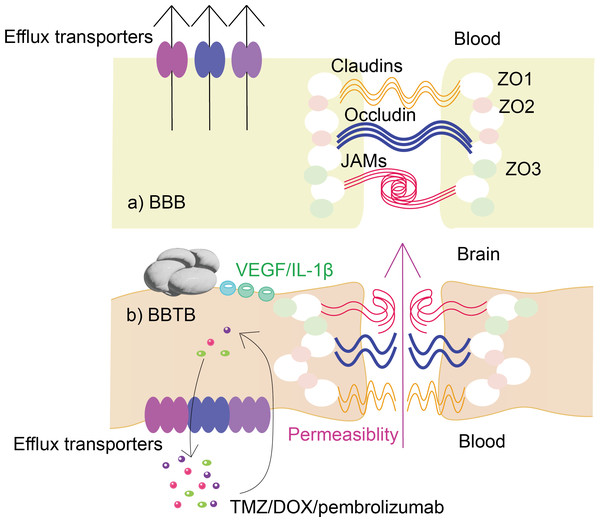 Changes in the structure and function of glioma BBTB compared to BBB.