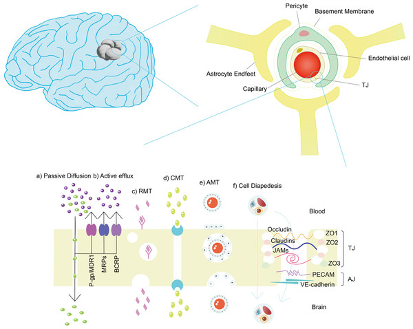 Structure of BBB and mechanisms of cross BBB.