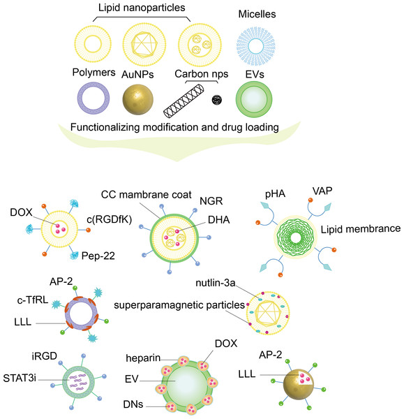 Nanoparticles with functionalizing modification and drug loading.