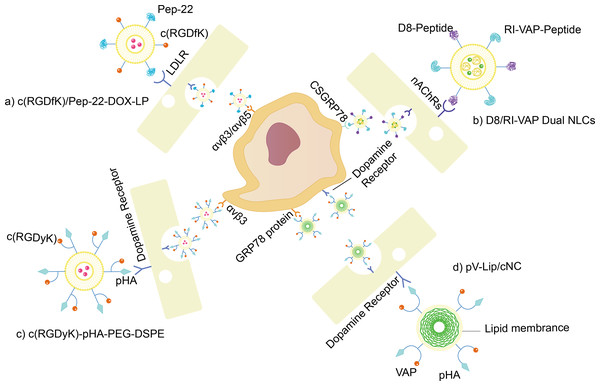 BBB/glioma dual targeting nano drug delivery platform.