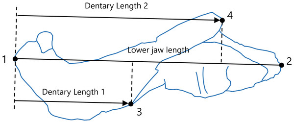 Positions of landmarks (closed circles) in the lateral view of the lower jaw.