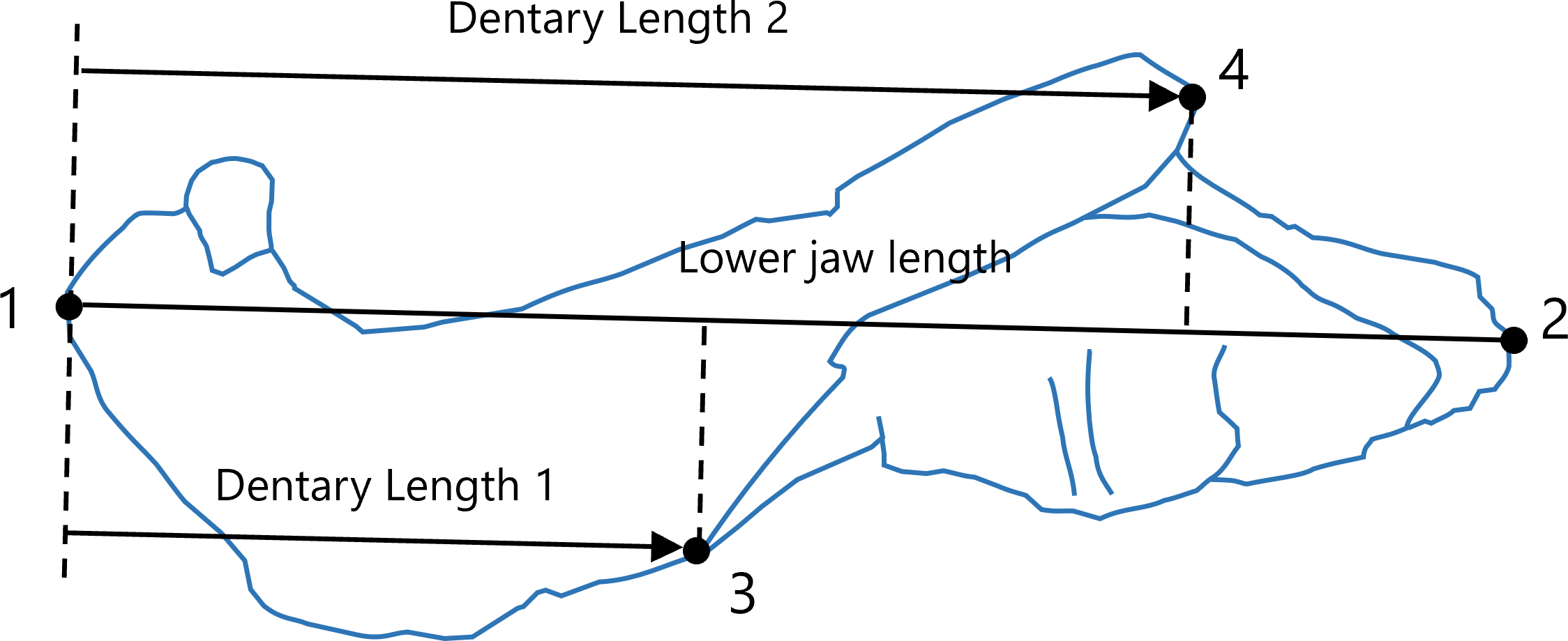 Revisiting The Evolutionary Trend Toward The Mammalian Lower Jaw In Non 