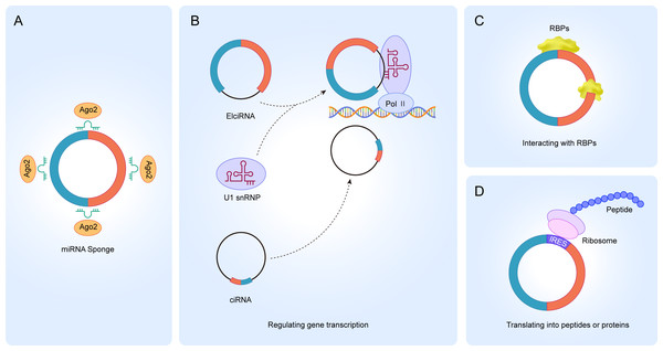 Functions of circRNA.