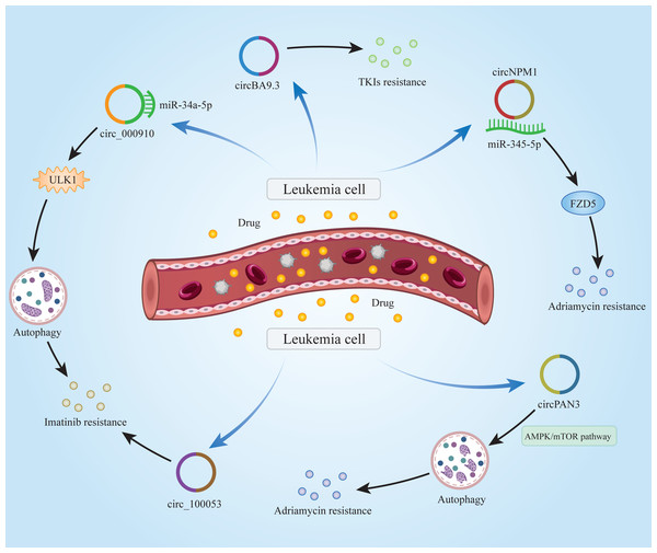 Mechanisms of circRNAs in leukemia chemoresistance.