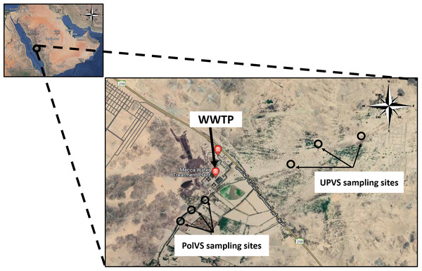 Location map of the sampling sites near the wastewater treatment plant (WWTP) at Wadi Uranah.