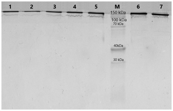 Analysis of homogeneity of IgGs after 5–18% SDS-PAGE and Coomassie staining.