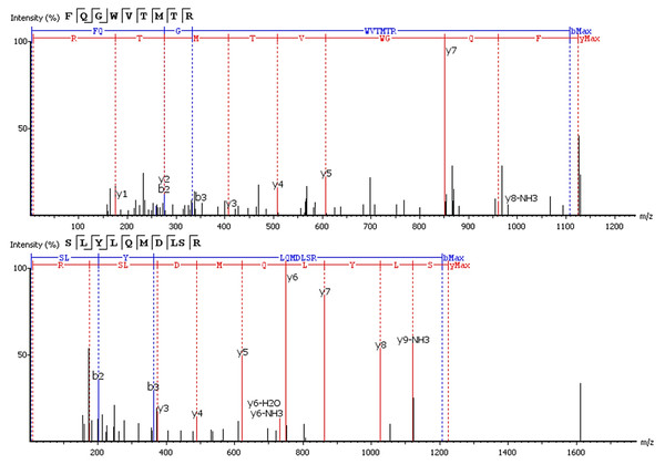 De novo sequencing of peptides from HCD MS/MS: top spectrum—FQ(+0.98)GWVTMTR in MS/MS spectrum of m/z = 563.782+; (B) bottom spectrum—*LYLQMN(+0.98)SLR in MS/MS spectrum of m/z = 613.33+.