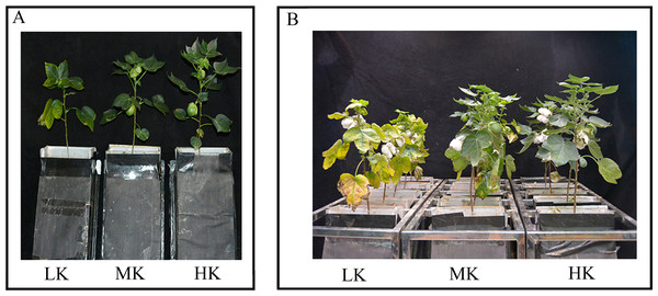 Images of the cotton plants under different potassium treatments.