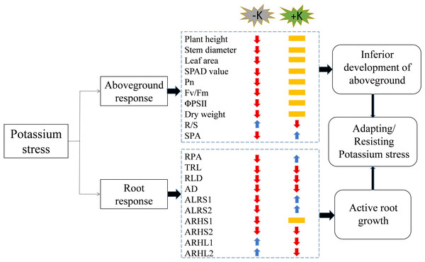 A working model of the response of cotton to potassium stress.