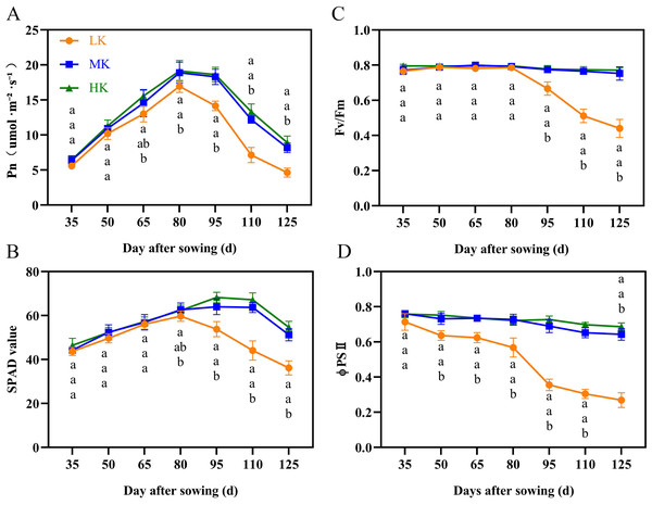 Effect of different potassium treatments on photosynthetic potential of cotton.