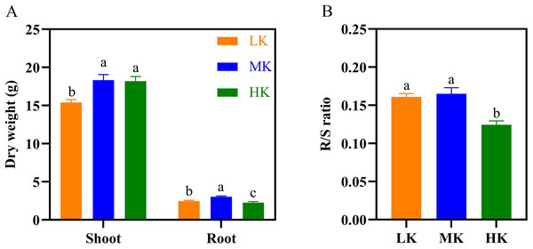 Effect of different potassium treatments on dry matter accumulation in cotton.