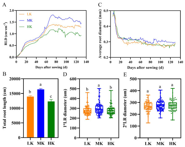 Effect of different potassium treatments on the root phenotype of cotton.