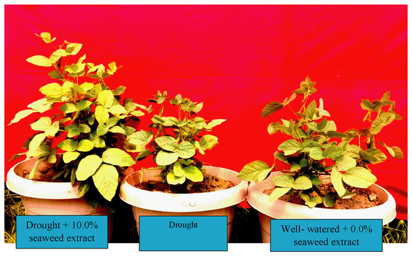 The response of seaweed extracts on growth performance of soybean under well-watered and drought conditions.