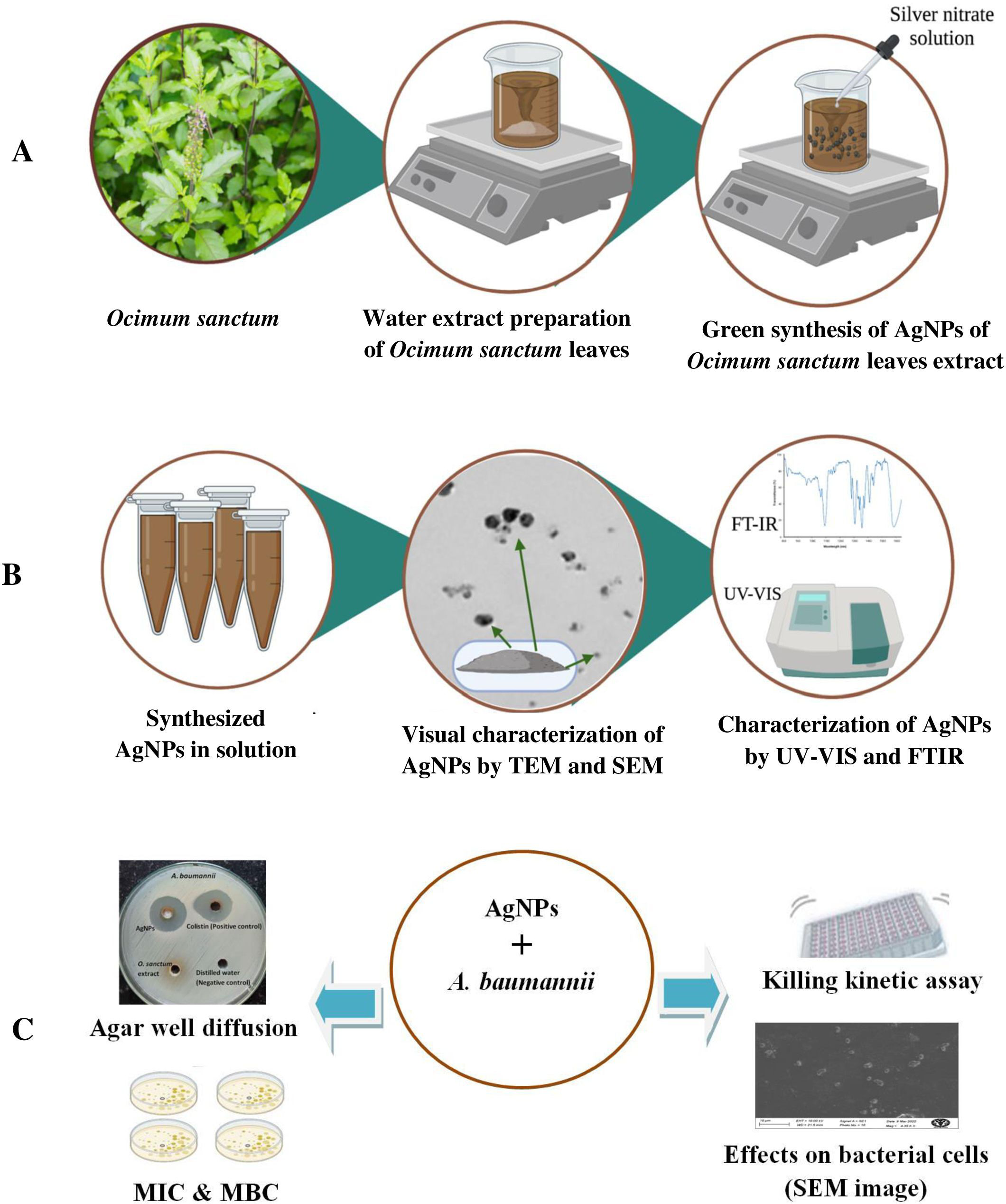 Green synthesis of silver nanoparticles using Ocimum sanctum Linn