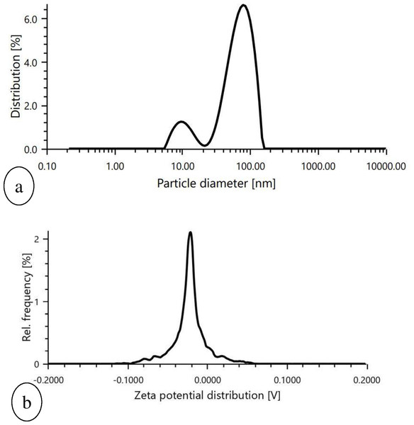 Graphical representation of (A) particle size determination of biosynthesized AgNPs, (B) Zeta potential measurement of biosynthesized AgNPs.