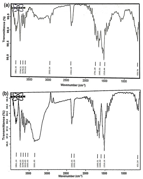 FTIR spectra of (A) aqueous extract of O. sanctum leaves and (B) biosynthesized AgNPs of O. sanctum.