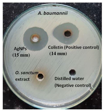 Green synthesis of silver nanoparticles using Ocimum sanctum Linn