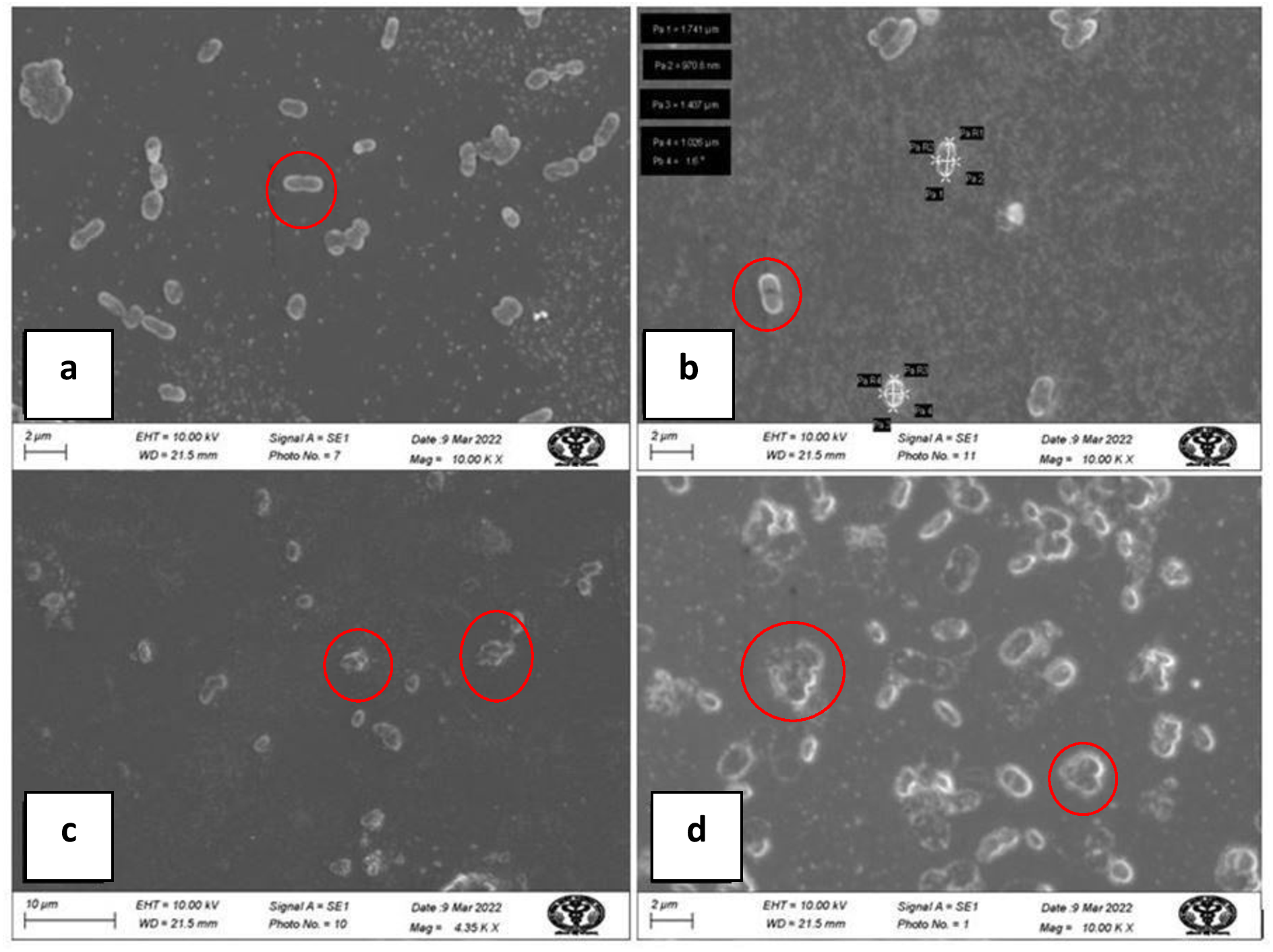 Green synthesis of silver nanoparticles using Ocimum sanctum Linn