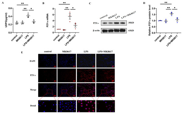 MK8617 inhibits the production of UDPG and P2Y14 in M1 macrophages.