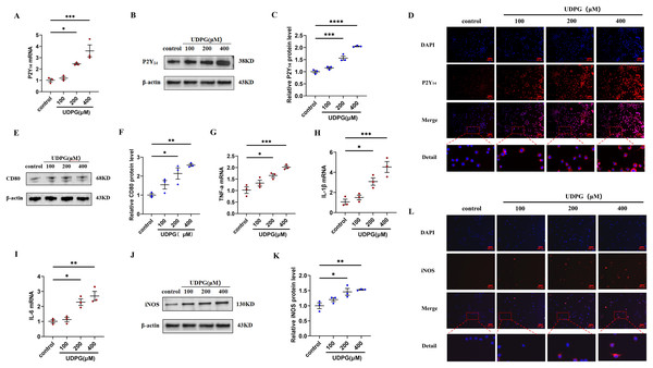 UDPG binding to P2Y14 receptors induces macrophage polarization and inflammation.