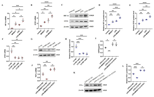 MK8617 reduces UDPG and P2Y14 production through upregulation of HIF-1α/GYS1.