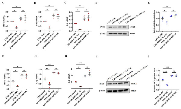 HIF-1α and GYS1 knockdown disrupt MK8617-induced suppression of inflammation.