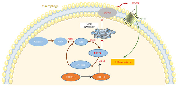 MK8617 inhibits M1 macrophage inflammation via the HIF-1α/GYS1/UDPG/P2Y14 pathway.