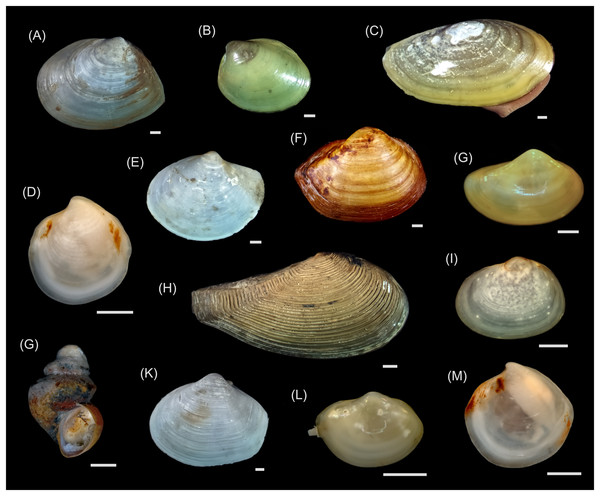 Macrophotographs of the mollusk species studied.