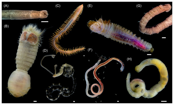 Macrophotographs of the studied annelids.