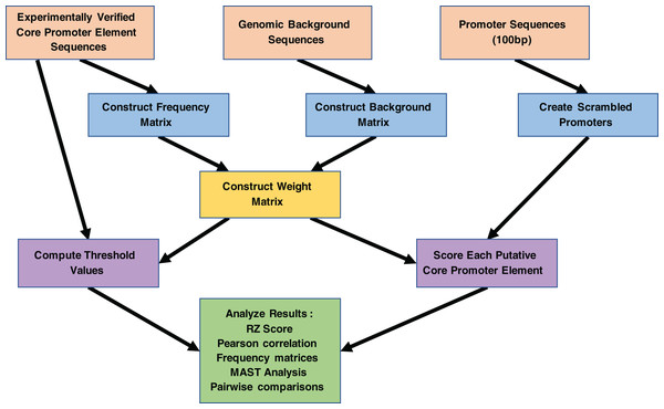 Work flowchart of the MARZ algorithm implementation and associated analyses on promoter sequences.