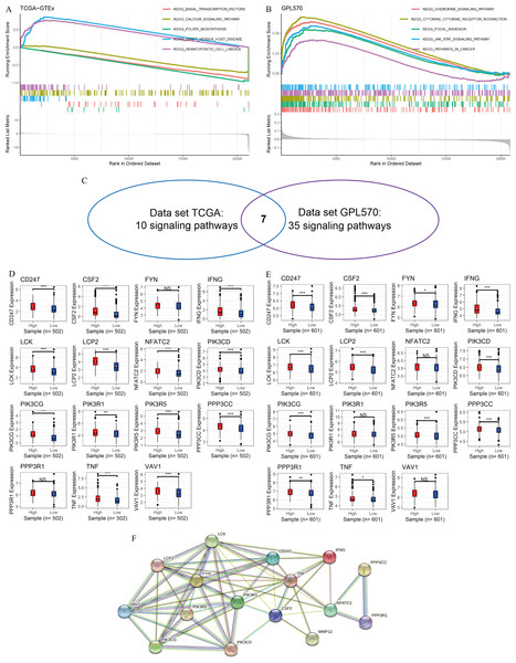 MMP12 may affect immune-related signaling pathways.