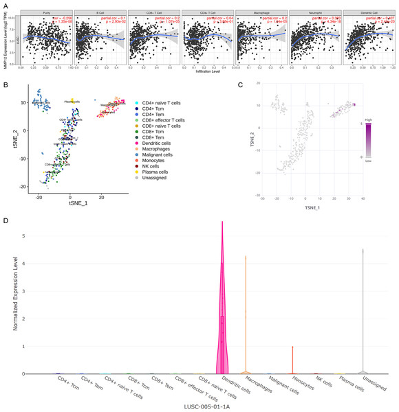 MMP12 might play a role as an antigen-presenting cell–associated LUSC antigen.