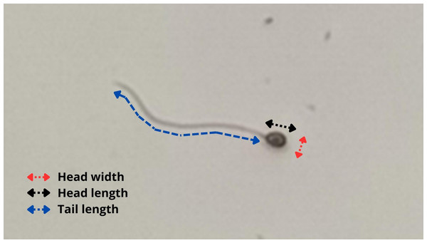 Methodology used to evaluate sperm morphometry in P. courbina.