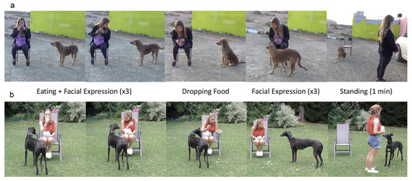 Test set up and procedure with village dogs (A) and pet dogs (B).