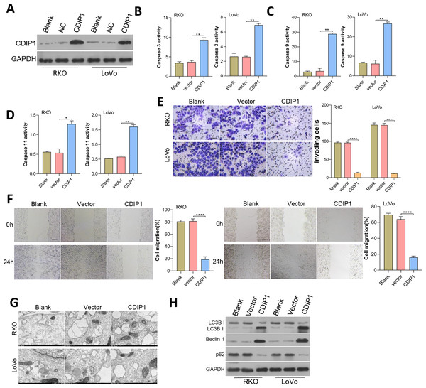 Overexpression of CDIP1 affected colorectal cancer cell metastasis, autophagy, and apoptosis.