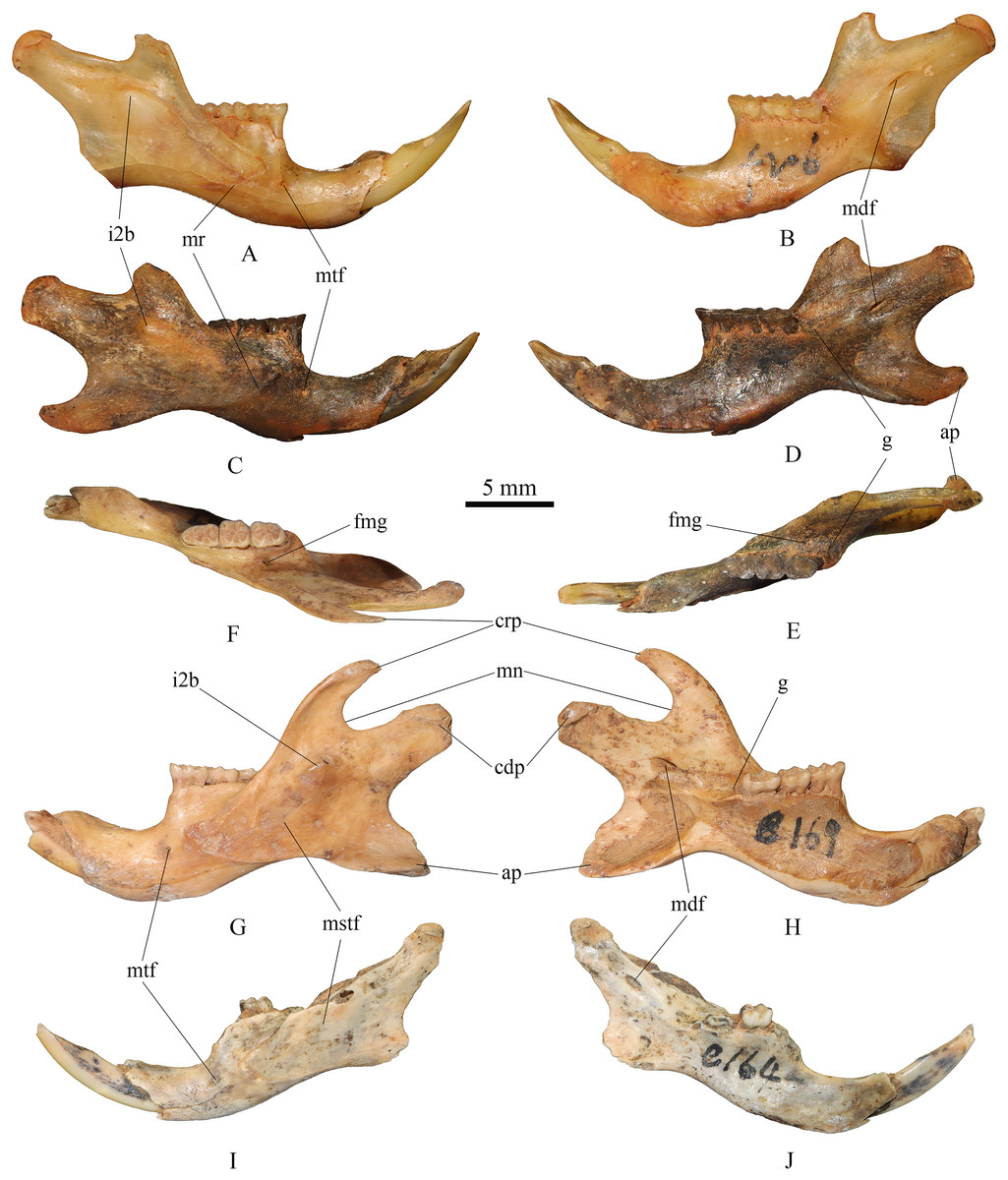 Large-sized fossil hamsters from the late Middle Pleistocene 