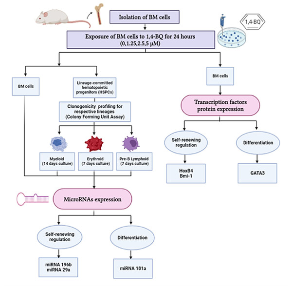 Research design demonstrating the experimental workflow.