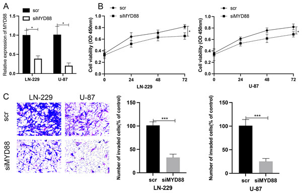 Knockdown of MYD88 inhibited the proliferation and invasion of glioma cells.