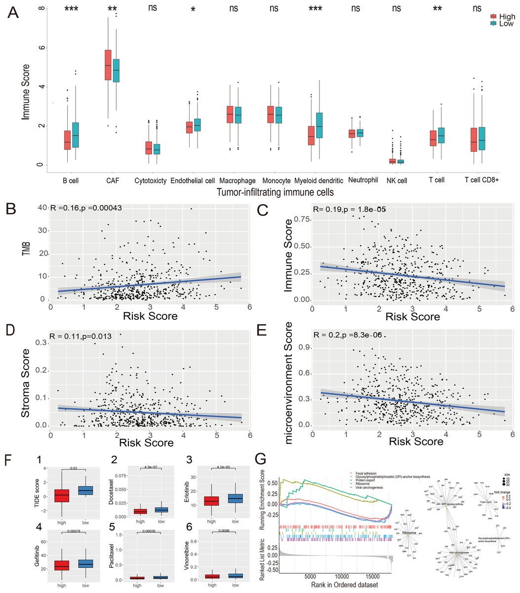 The Hypoxia Associated Genes In Immune Infiltration And Treatment Options Of Lung Adenocarcinoma