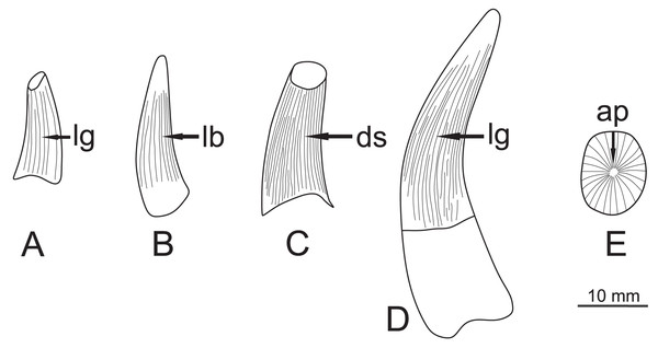 Specimen teeth sketch figure showing general morphologies, with each face highlighted.