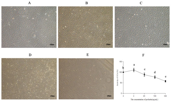 Morphology and activity of ovine granulosa cells (GCs).