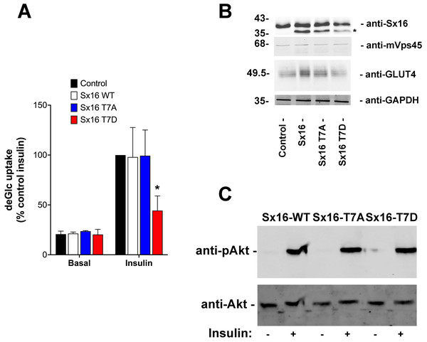 Sx16-T7D reduces insulin-stimulated glucose transport.
