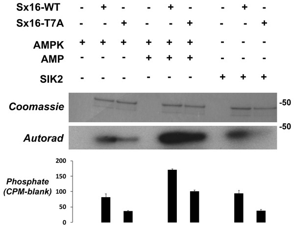 Sx16 is phosphorylated by AMPK in vitro on T7.