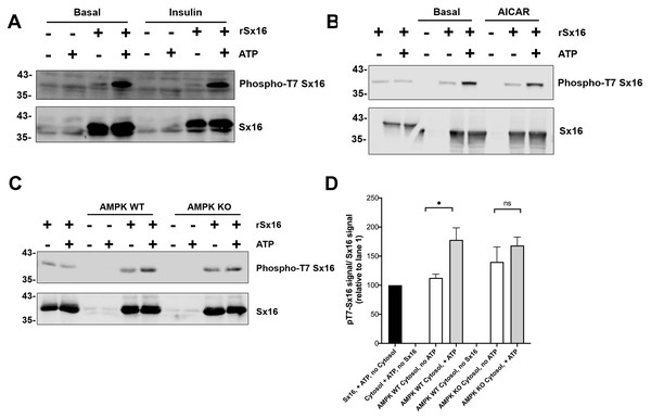 Cytosol from insulin- and AICAR-treated cells was without effect on Sx16 phosphorylation.