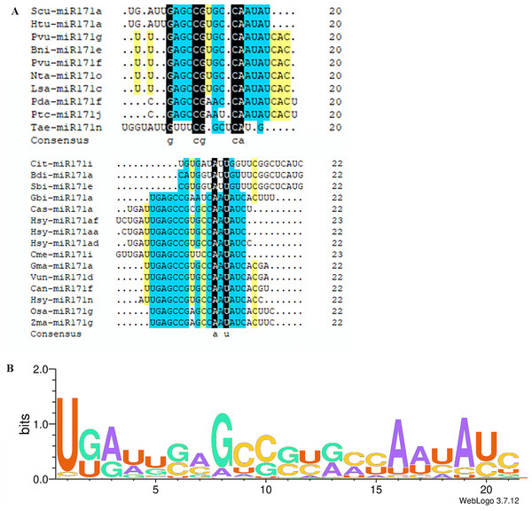 Multi sequence alignment of specially mature miR171.