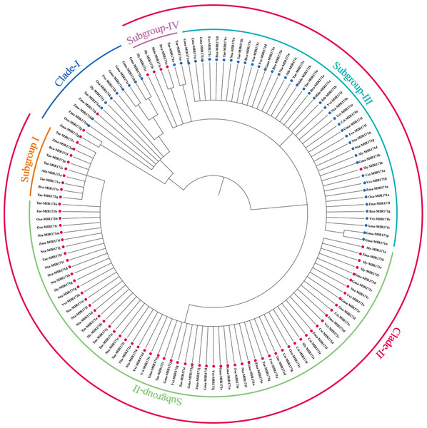 The maximum likelihood phylogenetic relationships among miR171 family members in diûerent species.
