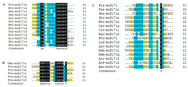 Multi sequence alignment of specially mature miR171.